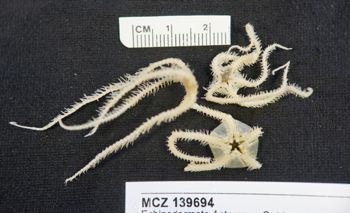 Media type: image; Invertebrate Zoology 139694